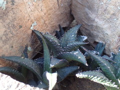 Haworthiopsis tessellata