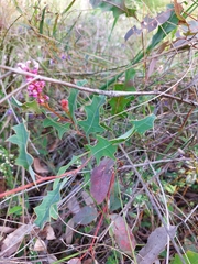 Grevillea quercifolia