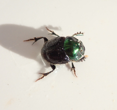 Onthophagus