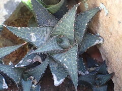 Haworthiopsis tessellata