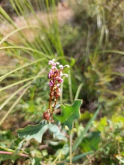 Grevillea quercifolia