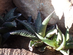 Haworthiopsis tessellata