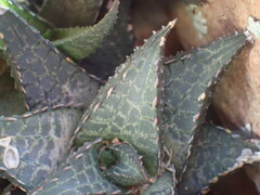 Haworthiopsis tessellata