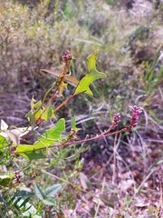 Grevillea quercifolia