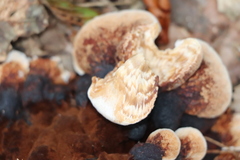 Gloeophyllum odoratum