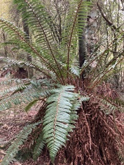 Polystichum vestitum