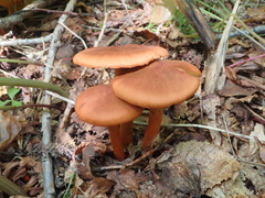 Cortinarius cinnamomeus