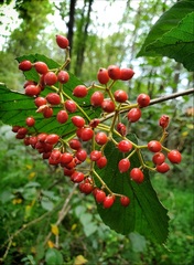 Viburnum dilatatum