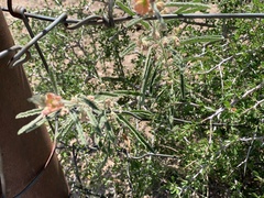 Sphaeralcea angustifolia