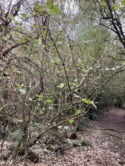 Coprosma rotundifolia