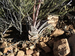 Gonialoe variegata