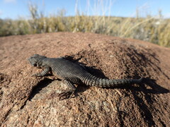 Karusasaurus polyzonus