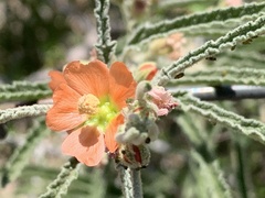 Sphaeralcea angustifolia