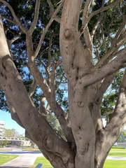 Ficus microcarpa