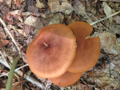 Cortinarius cinnamomeus