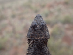 Karusasaurus polyzonus