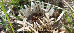 Carlina acaulis