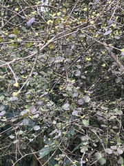 Coprosma rotundifolia