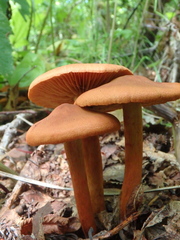 Cortinarius cinnamomeus
