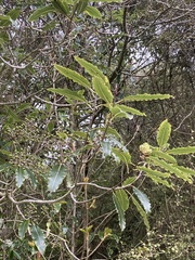 Pittosporum eugenioides