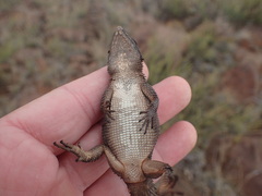 Karusasaurus polyzonus