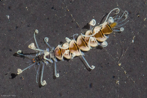Amblyosyllis nigrolineata
