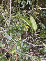 Pittosporum eugenioides