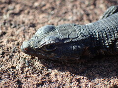 Karusasaurus polyzonus