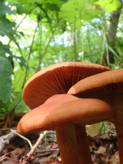 Cortinarius cinnamomeus