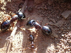 Camponotus empedocles