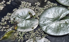 Spirodela polyrhiza
