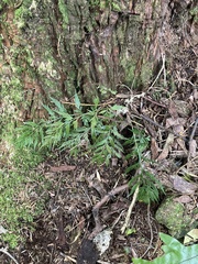 Asplenium appendiculatum