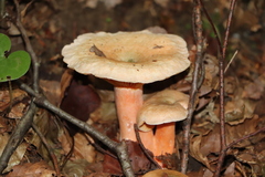 Lactarius deterrimus