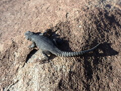 Karusasaurus polyzonus