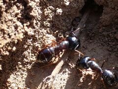 Camponotus empedocles