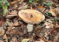 Russula foetens