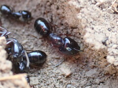 Camponotus empedocles