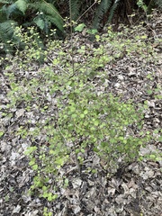 Coprosma rotundifolia