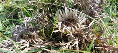 Carlina acaulis