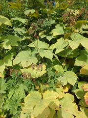 Filipendula camtschatica