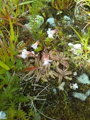 Pinguicula lusitanica