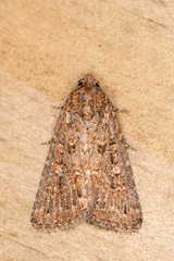 Hypoperigea tonsa