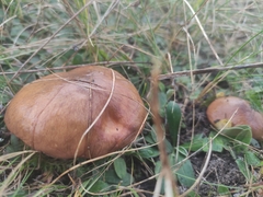 Suillus luteus