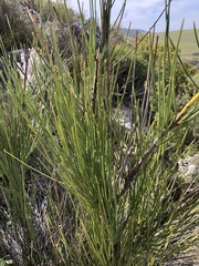 Anginon difforme