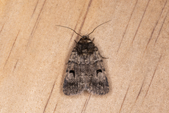 Thoracolopha flexirena