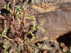 Hermannia pulchella