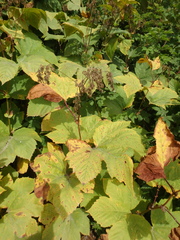 Filipendula camtschatica