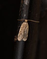 Hoplostega ochroma