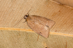 Meritastis