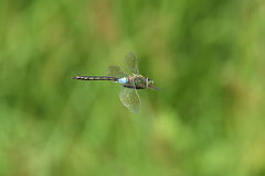 Anax parthenope julius